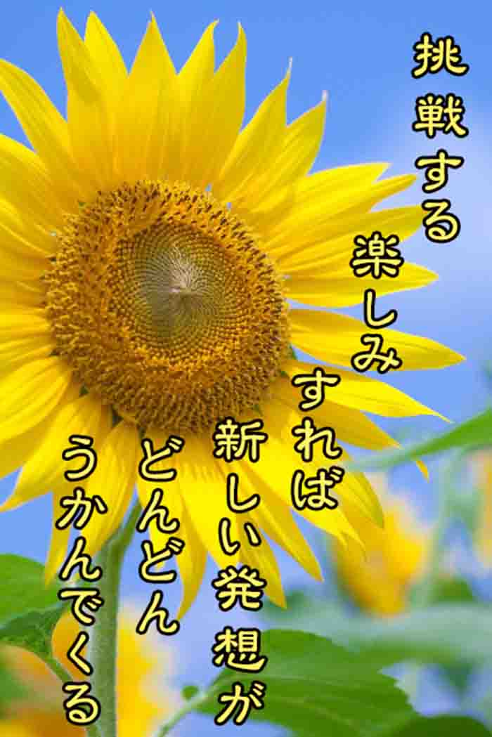 ひまわり